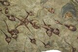 Large, Fossil Brittle Star w/ Carpoids & Edrioasteroids - Morocco #325110-1